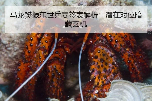ma-long-fan-zhen-dong-shi-ping-sai-qian-biao-jie-xi-qian-zai-dui-wei-an-cang-xuan-ji-2-621.jpg
